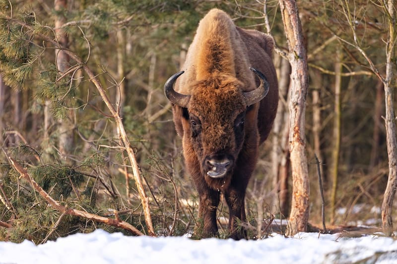 Hoy, Yellowstone alberga entre 4000 y 6000 bisontes, genéticamente saludables y diversos. (Foto: Freepik)
