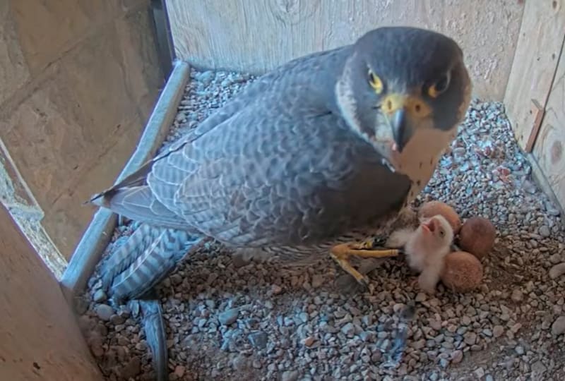 Desde 2022, una cámara permite seguir en directo el ciclo reproductivo de la pareja instalada en la Sagrada Familia. (Foto: ajuntament.barcelona.cat)