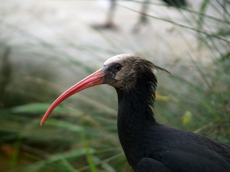 La creación de áreas protegidas ha sido clave para garantizar que el ibis eremita pueda reproducirse y vivir sin la amenaza de la destrucción de su entorno. (Foto: Wikimedia)