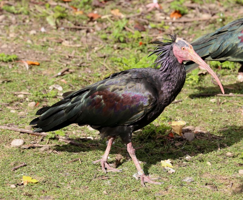 El ibis eremita desempeña un papel importante en su ecosistema, controlando las poblaciones de insectos y ayudando a mantener el equilibrio ecológico. (Foto: Wikimedia)