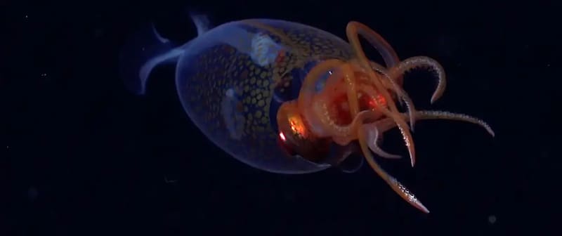 Es la primera vez que se avista a un calamar colosal. (Foto: ROV SuBastian/Schmidt Ocean Institute)