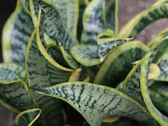 Lengua de suegra con sal gruesa: por qué se mezcla en la planta y para qué sirve