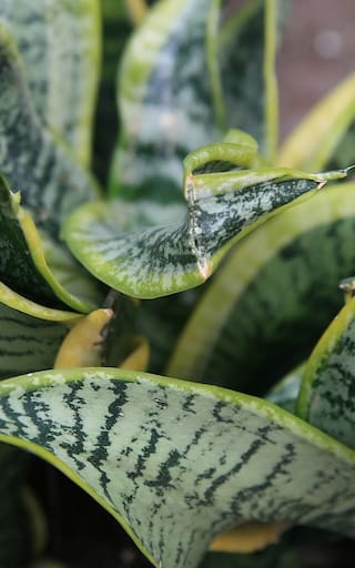 Lengua de suegra con sal gruesa: por qué se mezcla en la planta y para qué sirve