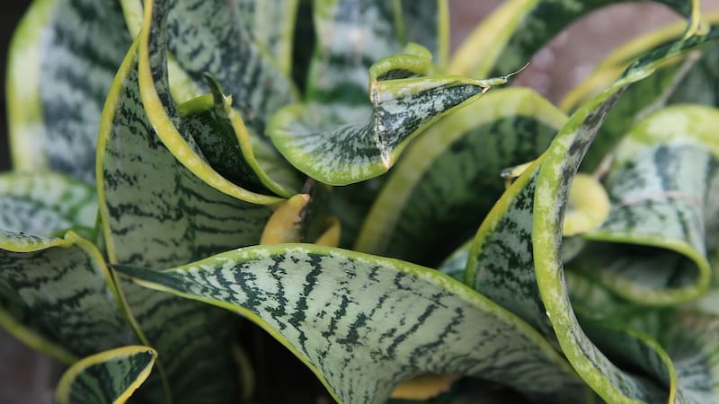 La práctica, aunque sencilla, ha despertado curiosidad por sus efectos en la planta y en las energías del hogar (Fuente: Wikimedia Commons).