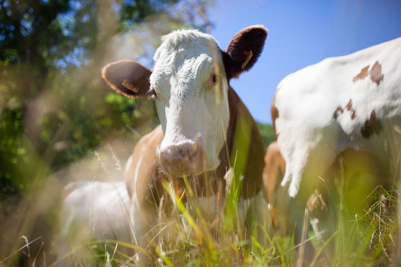 Qué hacer si encuentra una vaca en medio de la carretera y por qué es importante saber cómo actuar.