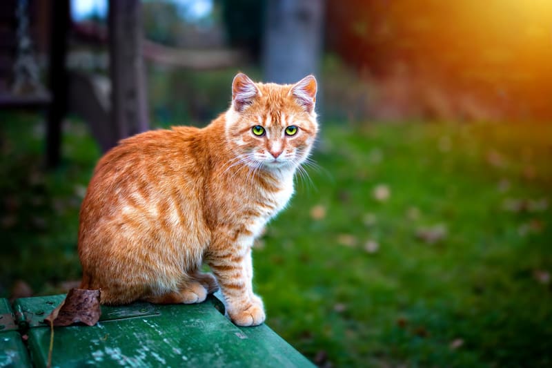 Los estudios encontraron una percepción de mayor amabilidad en los gatos naranjas, aunque el color no permite determinar por sí solo su temperamento. (Fuente: Freepik).