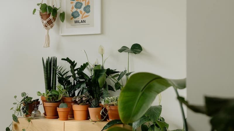 Las plantas de interior pueden absorber el calor en verano. Foto: Pexels.