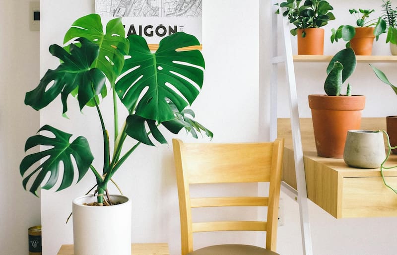 La monstera funciona como un humidificador natural dentro del hogar.