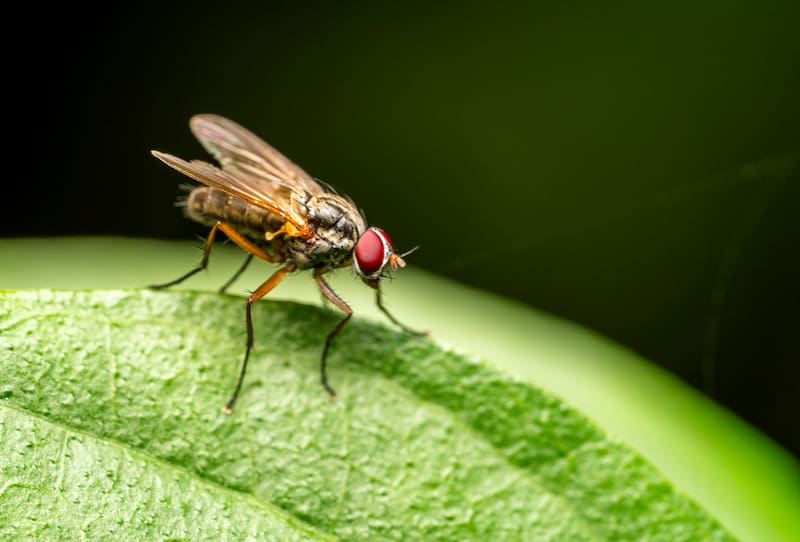 La mosca es vector de contagio de la plaga del gusano barrenador. Foto: Pixabay.