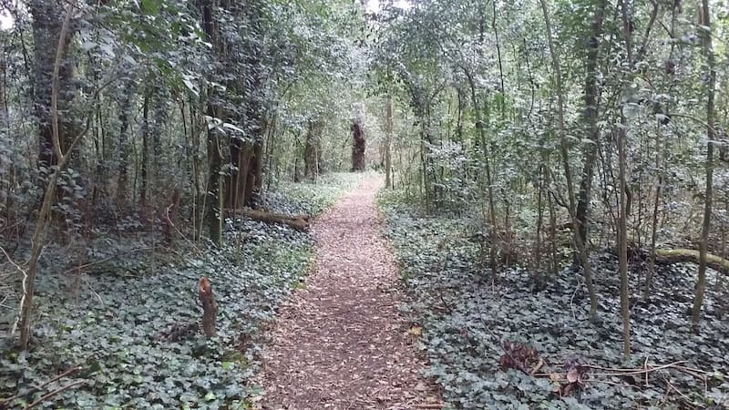 Día de campo en Buenos Aires: el pueblo a una hora de CABA con un bosque de ensueño, ideal para pasar el día