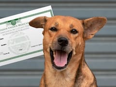 No es la “CURP”: confirman un trámite que deberán realizar los dueños de mascotas para evitar pagar de más