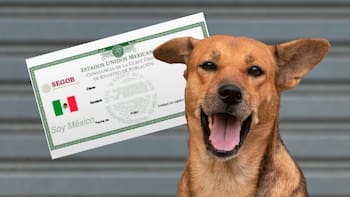 No es la “CURP”: confirman un trámite que deberán realizar los dueños de mascotas para evitar pagar de más