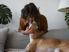 Qué significa acariciar siempre a los perros, según la psicología