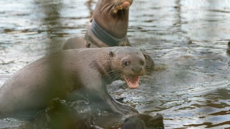 Estas son las nutrias gigantes recuperadas en la provincia de Corrientes, Argentina. (Fuente: Rewilding Argentina)