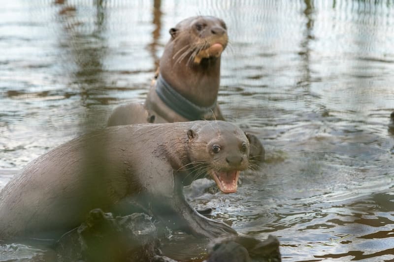 Estas son las nutrias gigantes recuperadas en la provincia de Corrientes, Argentina. (Fuente: Rewilding Argentina)
