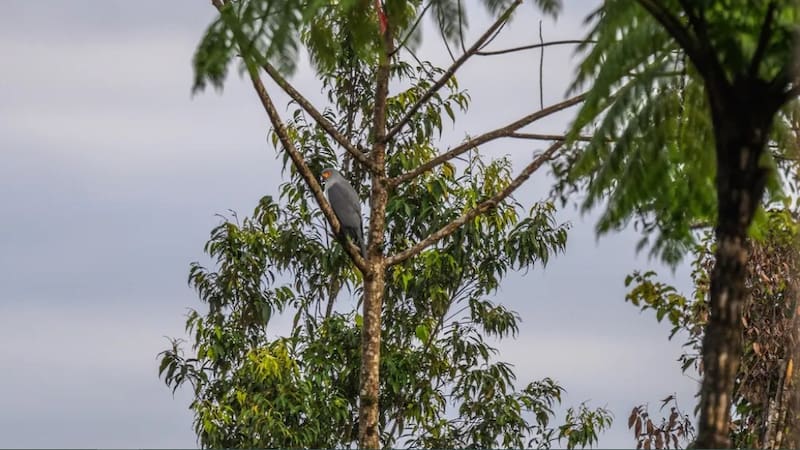 Una de las aves rapaces más esquivas del planeta fue fotografiado por primera vez desde 1969.
