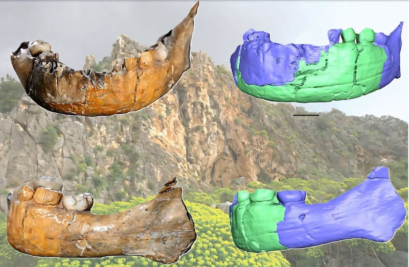 El cráneo híbrido que abre debate sobre el origen de la especie humana. Fuente: archivo