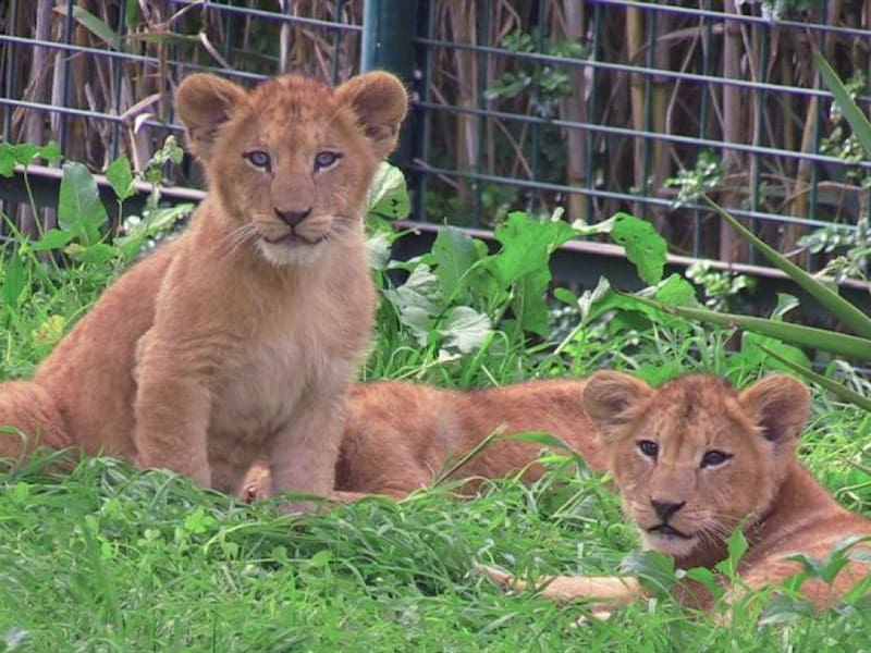 Leones del Atlas en cautiverio.