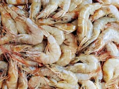 Científicos lo confirman | Hallan restos de cocaína, ketamina y otras drogas duras en todos los camarones analizados en ríos de esta potencia mundial europea