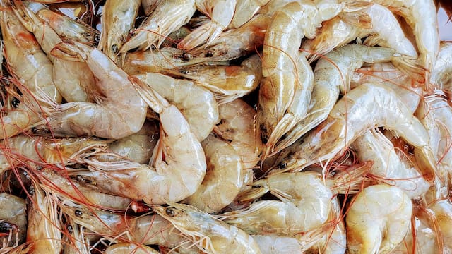 Científicos lo confirman | Hallan restos de cocaína, ketamina y otras drogas duras en todos los camarones analizados en ríos de esta potencia mundial europea