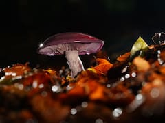 Advierten sobre riesgos del consumo de hongos silvestres en temporada de recolección