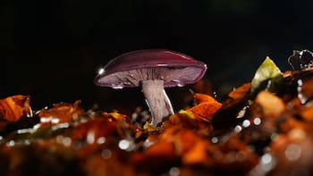 Advierten sobre riesgos del consumo de hongos silvestres en temporada de recolección