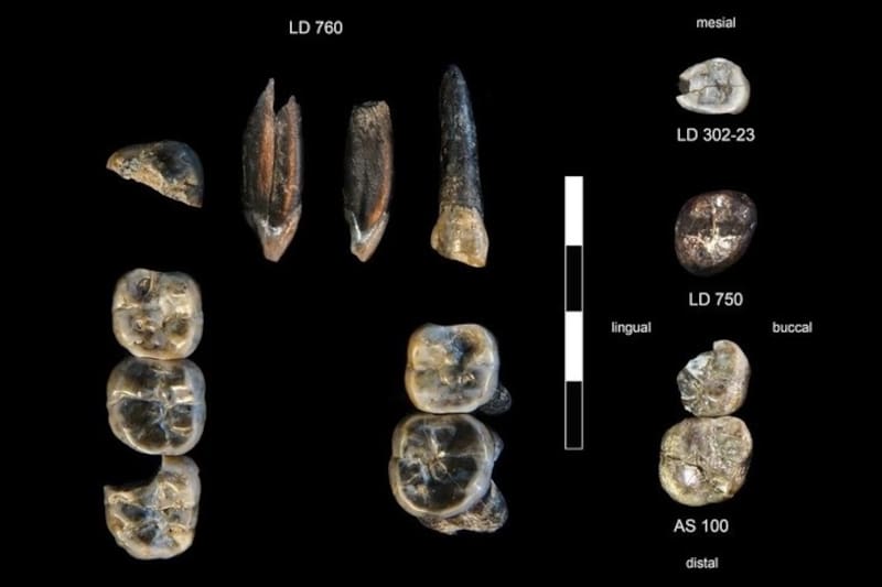 Descubren una especie humana desconocida.
