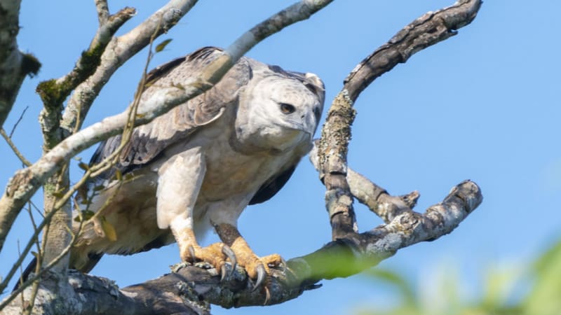 Se trata de la primera prueba fotográfica del águila harpía desde 2004.