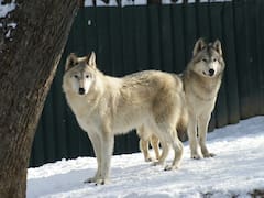 Soltaron 41 lobos en las montañas. 5 años después los ríos de la zona cambiaron de curso de forma inesperada