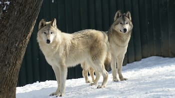 Soltaron 41 lobos en las montañas. 5 años después los ríos de la zona cambiaron de curso de forma inesperada