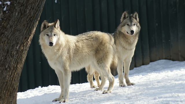 Soltaron 41 lobos en las montañas. 5 años después los ríos de la zona cambiaron de curso de forma inesperada