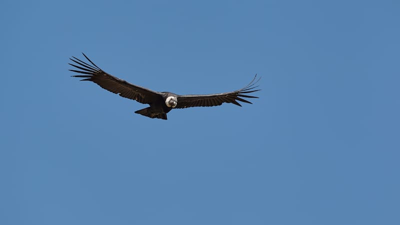 Un cóndor en pleno vuelo sobre la cordillera, dueño absoluto de los cielos andinos. (Imagen: Shutterstock)