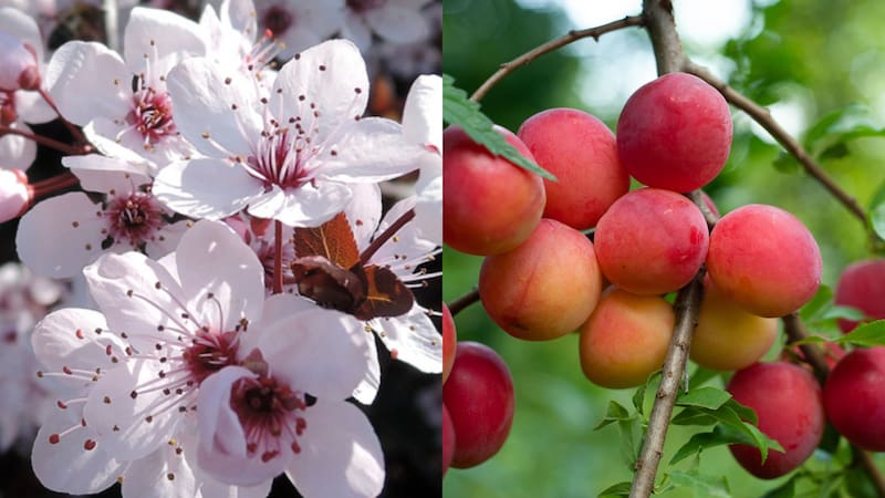 Florecen al final del invierno y principio de primavera, mientras que da frutos en verano.