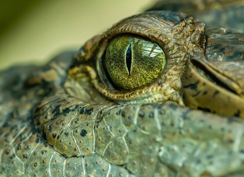 Los reptiles y su asombrosa capacidad para sentir las vibraciones del entorno. Fuente: Shutterstock.