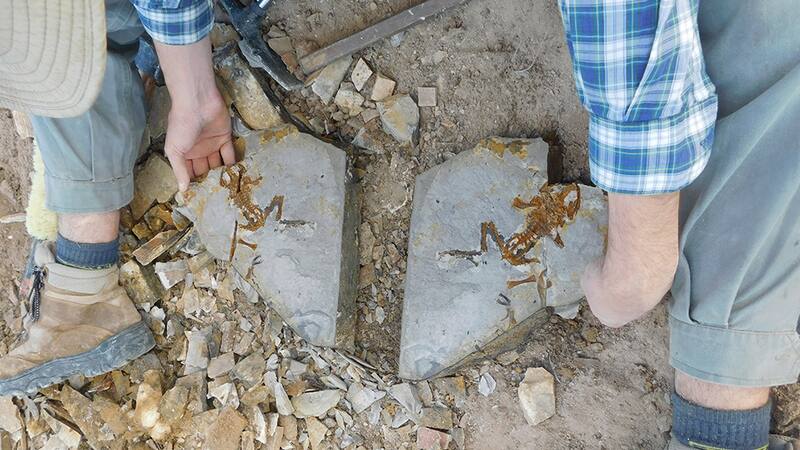 La preservación de este fósil en condiciones excepcionales es un hallazgo importante para la paleontología. (Foto: Investigadores/CONICET)