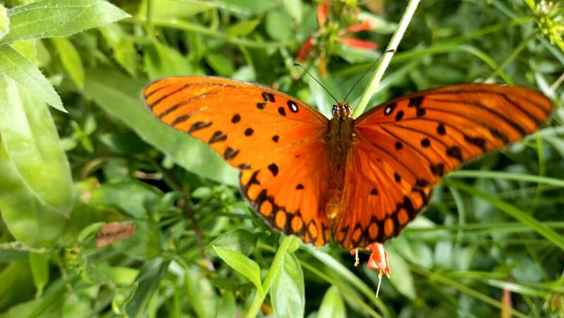 Las plantas nativas atraen colibríes, mariposas y polonizadores.