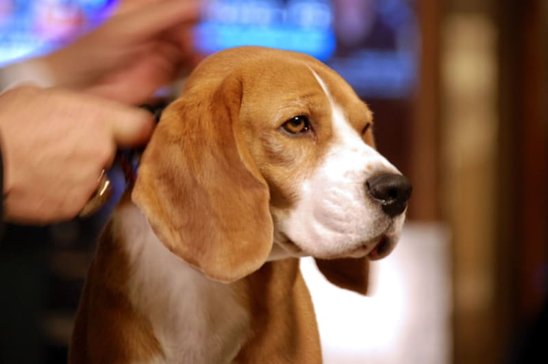 Los perros de hasta 40 kg podrán viajar en Renfe.