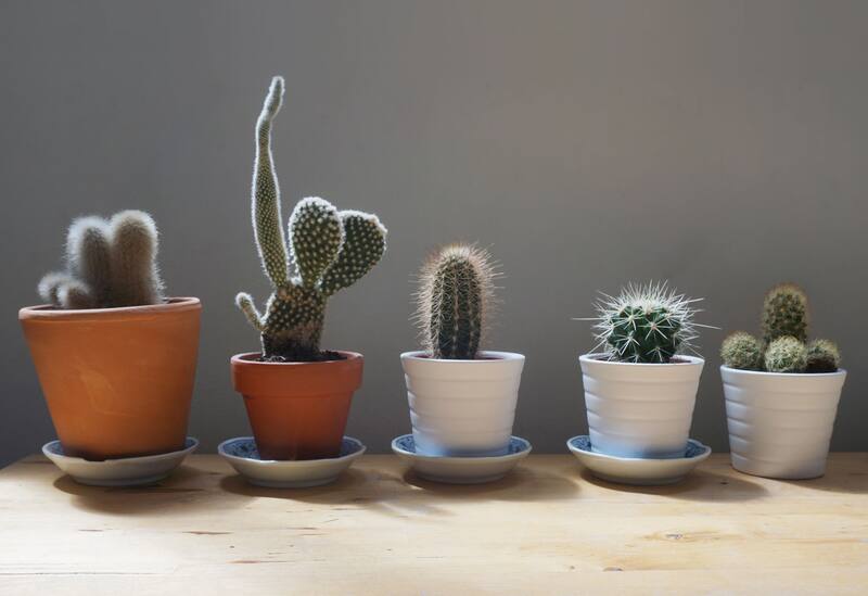 La forma física distintiva de los cactus, junto con su capacidad para almacenar agua, puede afectar negativamente el flujo de energía en espacios donde se colocan. (Fuente: Pixabay)