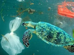 El hallazgo del milenio: encuentran 27 millones de toneladas de residuos plásticos que habían desaparecido