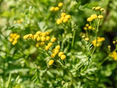 La planta de tu jardín que ayuda a dormir, reduce el estrés y protege las encías