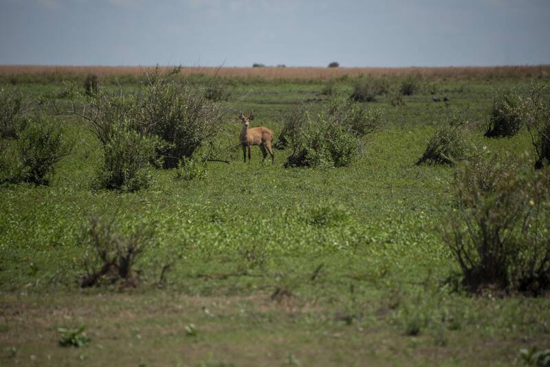 El ciervo de los pantanos, ahora con menos facilidad para camuflarse. Crédito: APN