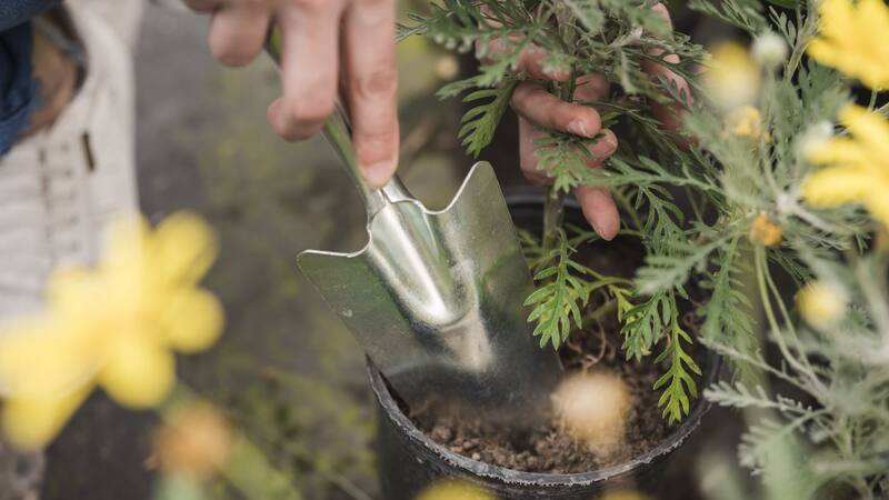 Las claves que tenés que saber para cultivar planta medicinal en tu casa.