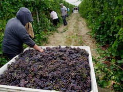 Mano de obra: empezó el empalme de planes sociales con trabajo rural estacional