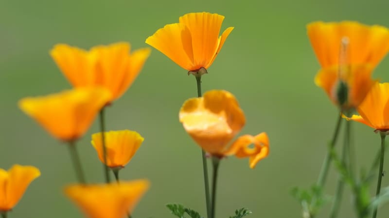 Esta planta es ideal para quienes tienen problemas para dormir.