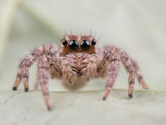 Hallazgo terrorífico: encuentran el fósil de una araña 5 veces más grande que las actuales que vivió hace 16 millones de años