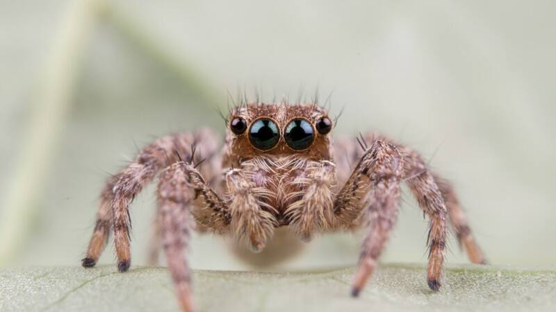 El espécimen habría vivido en una zona repleta de animales gigantes.