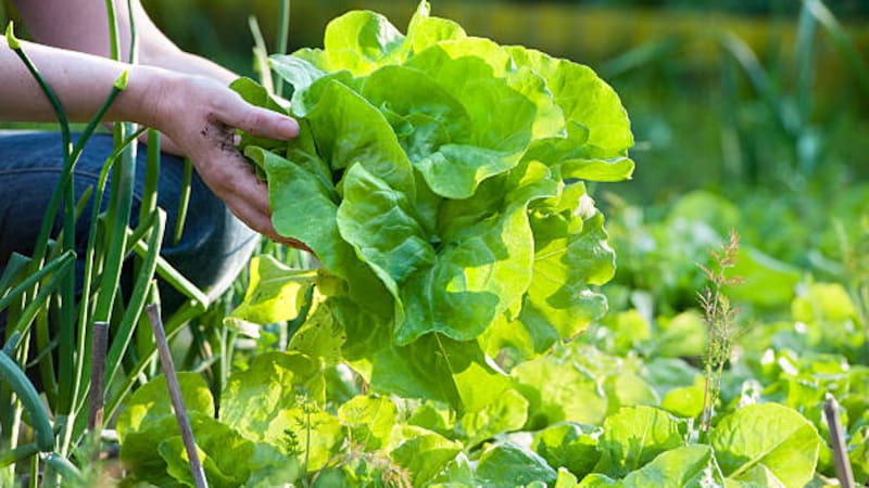 <div class="migrated-promo-image__description"><div class="migrated-promo-image__source">Fuente: iStock</div></div>