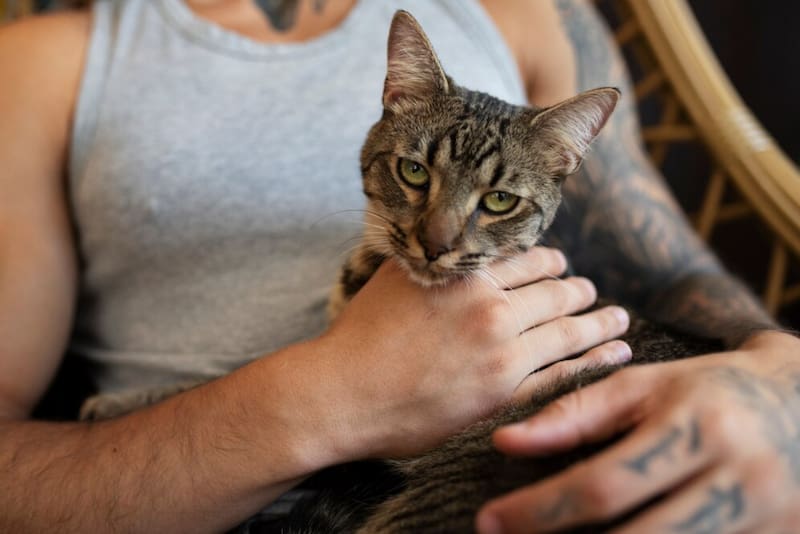 ¿Es verdad que los gatos saben de memoria los nombres de sus humanos? La respuesta de la revista Nature. (Imagen: archivo)