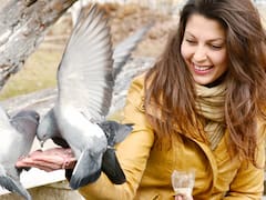 El motivo oculto de la visita de una paloma a su hogar: señales de armonía, cambios y protección