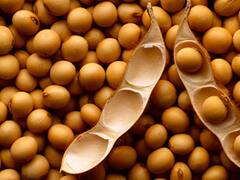 Por estimación de buena cosecha, la soja cayó 1,38% en Chicago